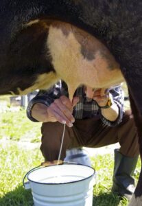Maple Field Milk – The Start of a New Venture Image